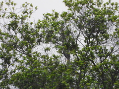 Balearica regulorum