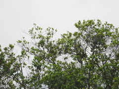 Balearica regulorum