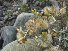 Cladochaeta candidissima