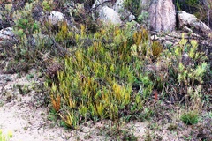 Protea scorzonerifolia