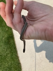 Thamnophis elegans vagrans