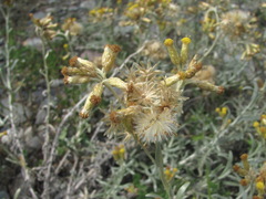 Cladochaeta candidissima