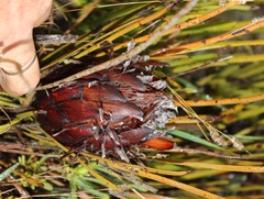 Protea scorzonerifolia