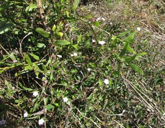 Convolvulus farinosus