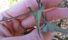 Convolvulus farinosus