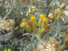 Cladochaeta candidissima