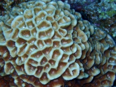 Paramontastraea peresi