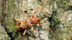 Trichoferus pallidus