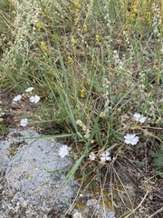Silene linnaeana