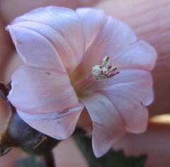 Convolvulus farinosus