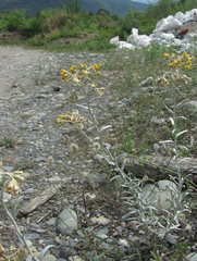 Cladochaeta candidissima