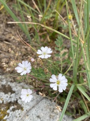 Silene linnaeana
