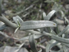 Cladochaeta candidissima