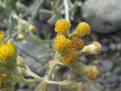 Cladochaeta candidissima