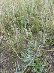 Artemisia cuspidata