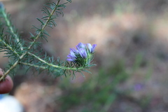 Aspalathus cephalotes violacea