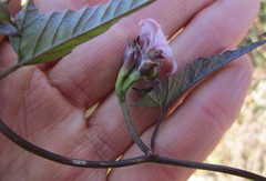 Convolvulus farinosus