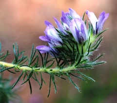 Aspalathus cephalotes violacea