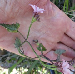 Convolvulus farinosus