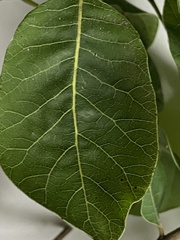Cotinus obovatus