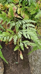 Asplenium adiantum-nigrum