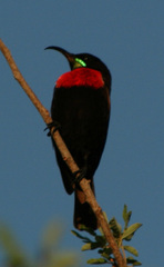 Chalcomitra senegalensis gutturalis