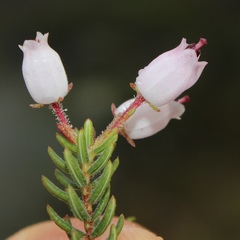Erica lateralis