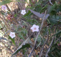 Convolvulus farinosus