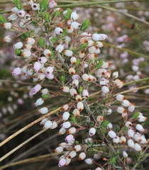 Erica lateralis