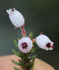 Erica lateralis