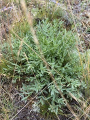 Oxytropis peschkovae