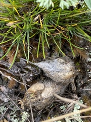 Oxytropis peschkovae