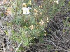 Nemesia fruticans