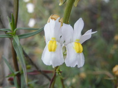 Nemesia fruticans