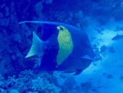 Pomacanthus maculosus