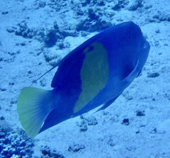 Pomacanthus maculosus