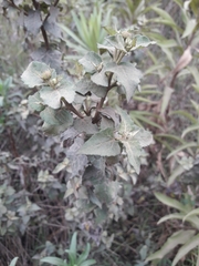 Podanthus ovatifolius