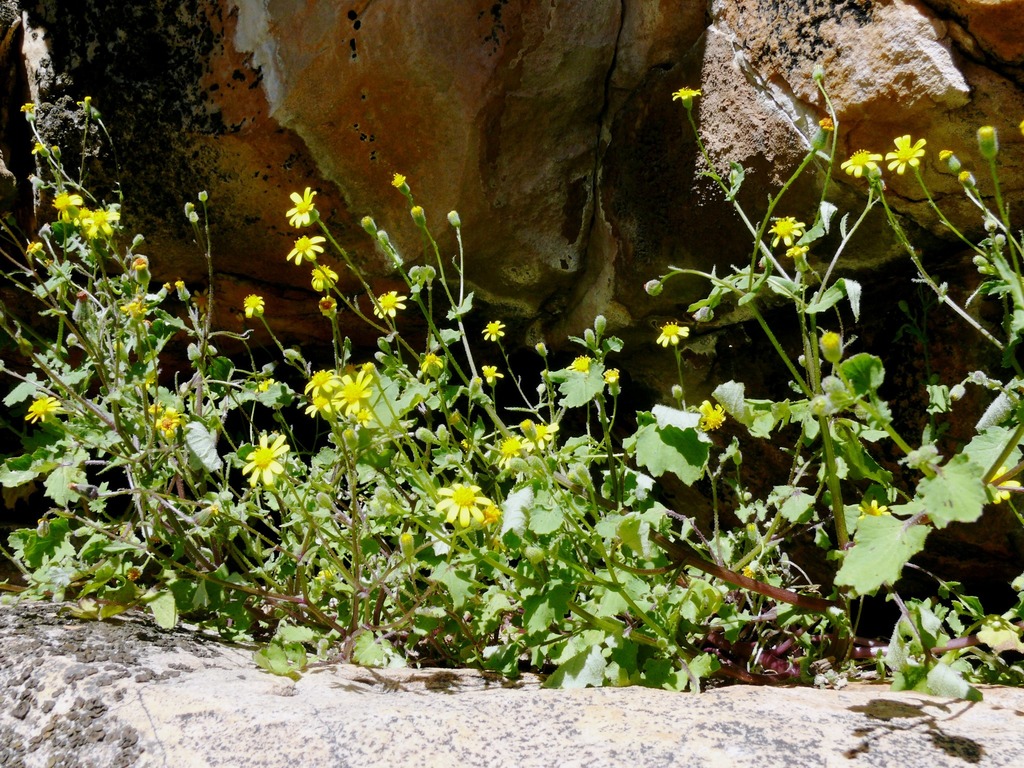 Grey Cineraria