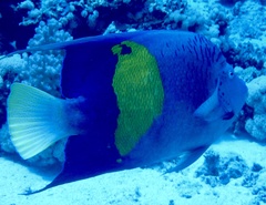 Pomacanthus maculosus