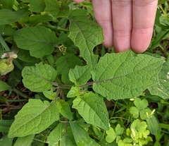 Physalis grisea