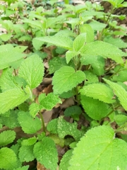 Lamium flexuosum