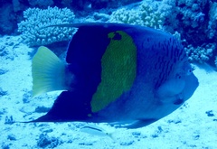 Pomacanthus maculosus