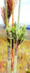 Thamnochortus cinereus