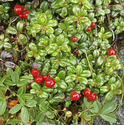 Vaccinium vitis-idaea legacy iNaturalist observation