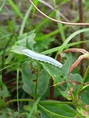 Monostegia