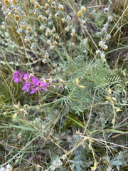 Astragalus versicolor