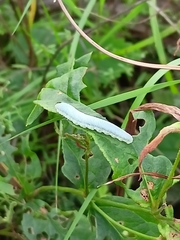 Monostegia