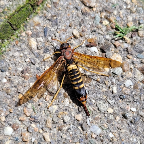 Pigeon tremex