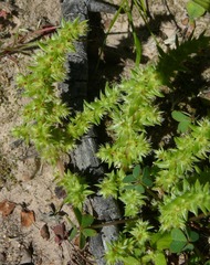 Crassula campestris