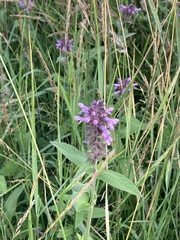 Stachys palustris